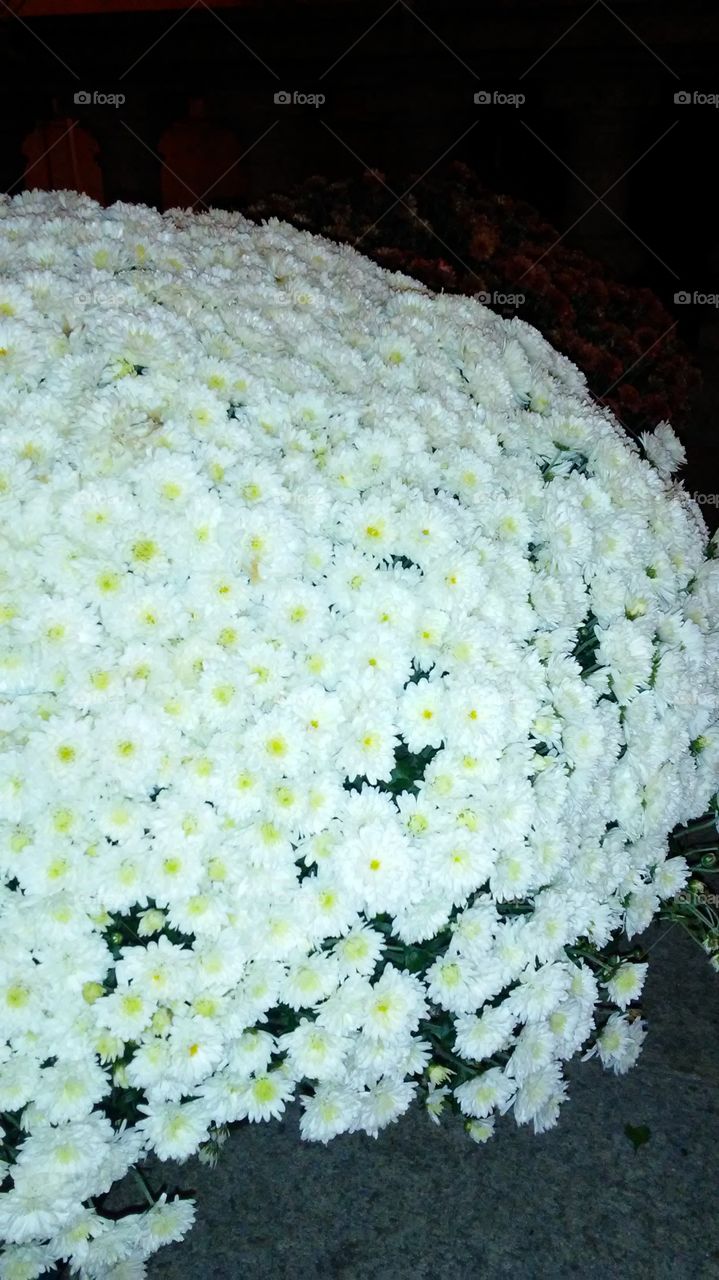 Flower, Nature, No Person, Flora, Desktop