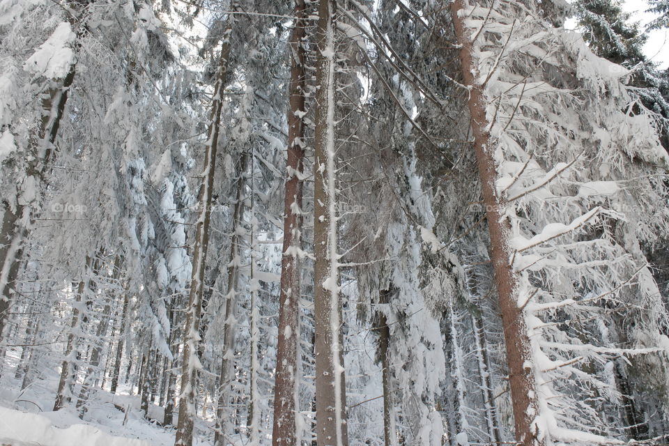 Hight trees. Winter is very great!