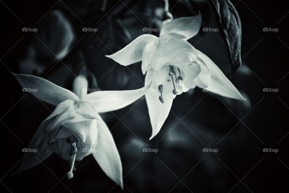 bell flowers in black and white