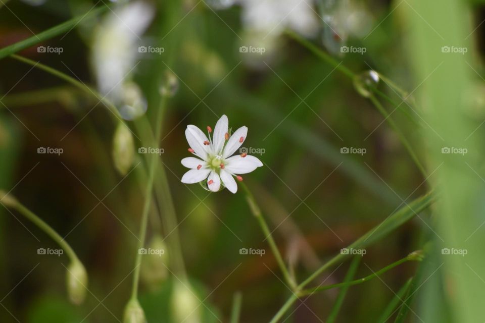 Spring has sprung! Flowers are coming out!