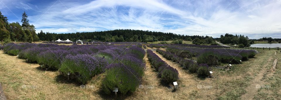 Lavender Field Panorama