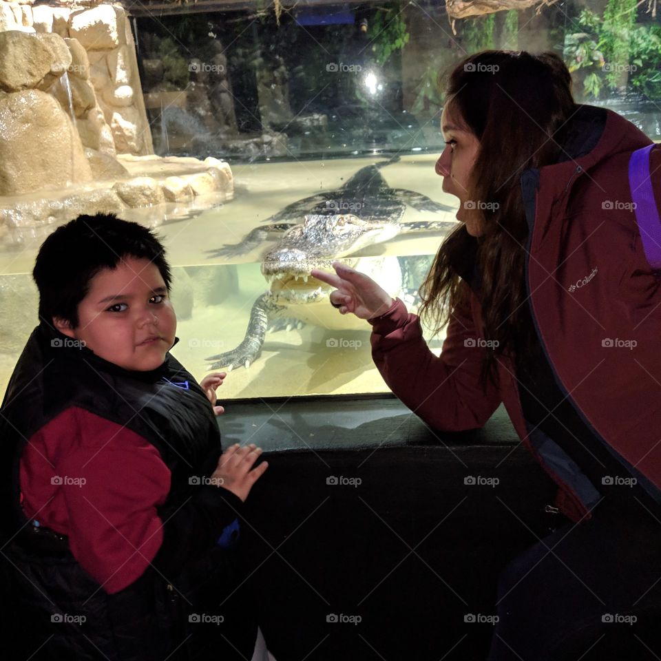 Alligator adventure .