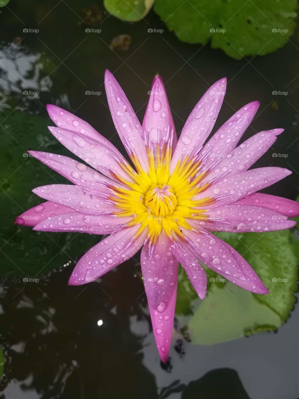 Lotus