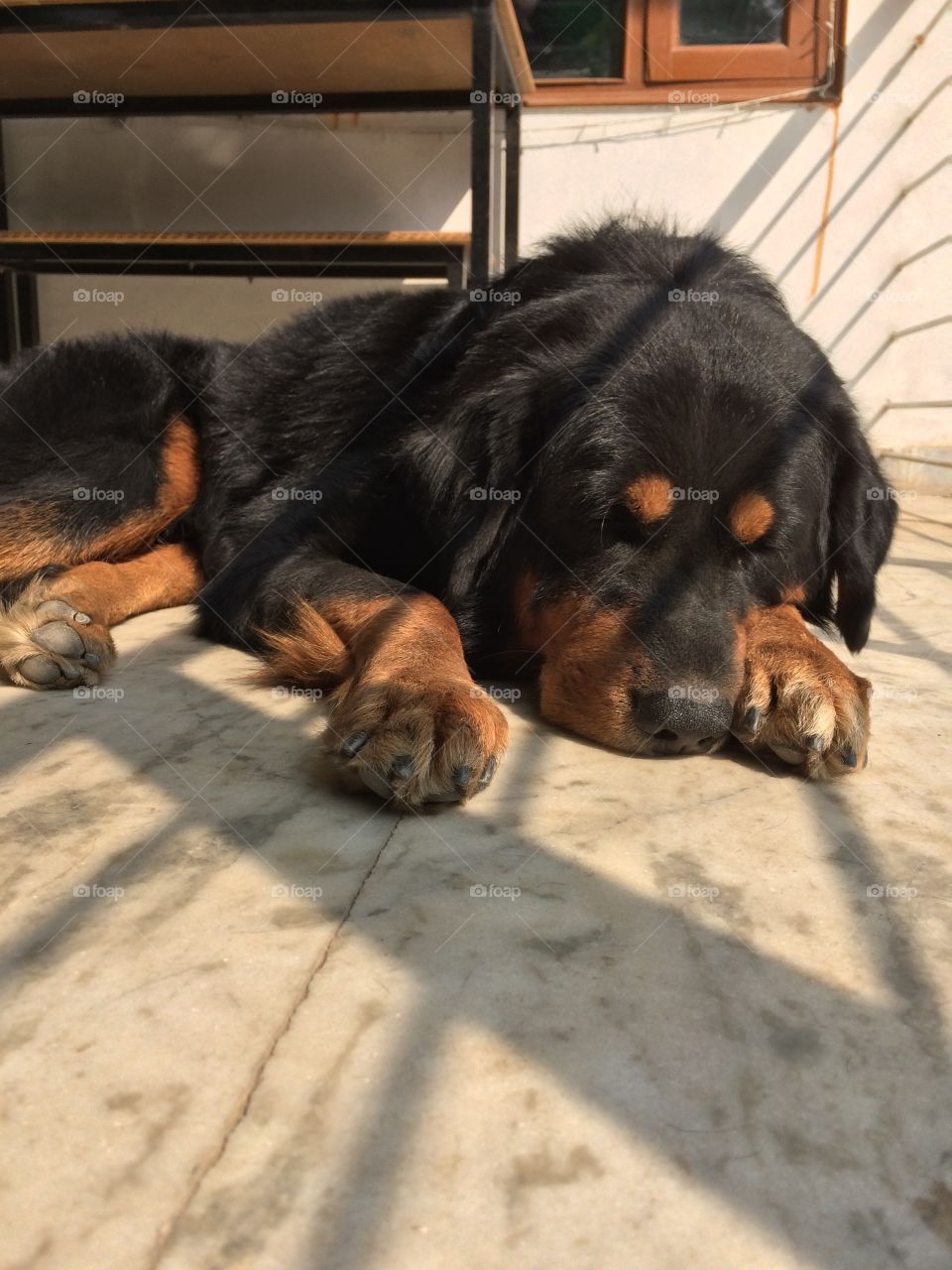 A lazy Tibetan Mastiff 