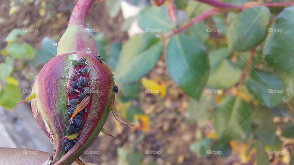 rose bud with insects