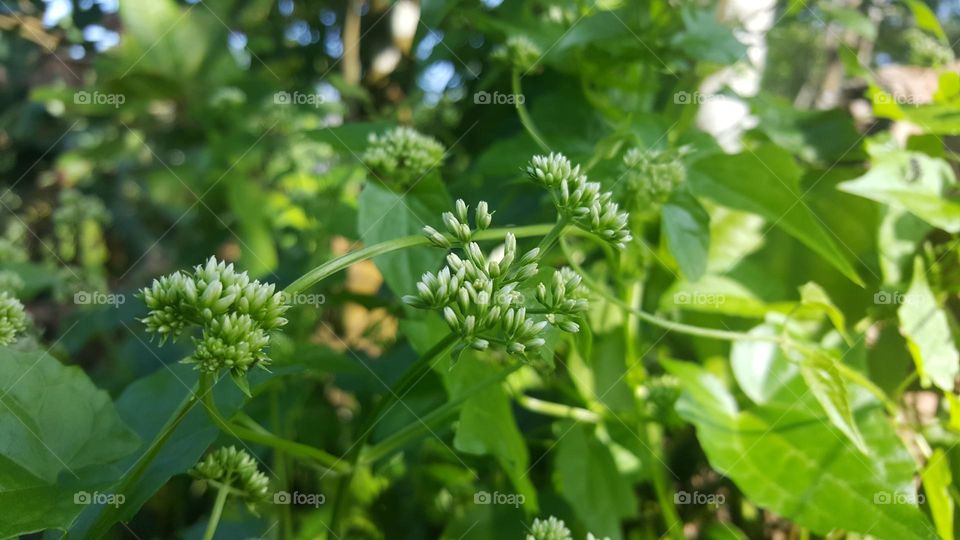 small white flower buds 🌸