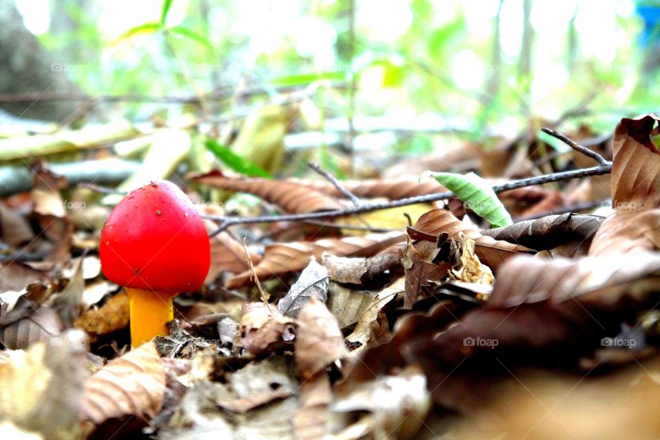 Mushroom in a forest