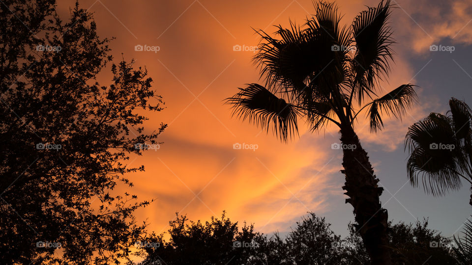 Silhouette of tree against dramatic sky