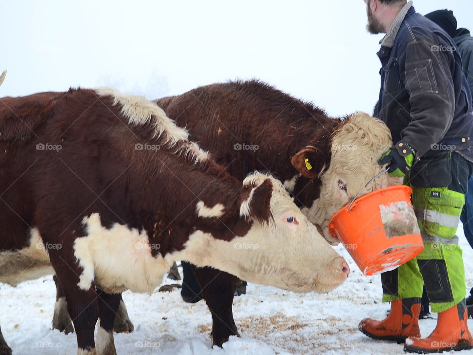 Farmer feeding his animals