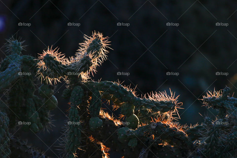 Golden Sunlight illuminating cholla as it sets