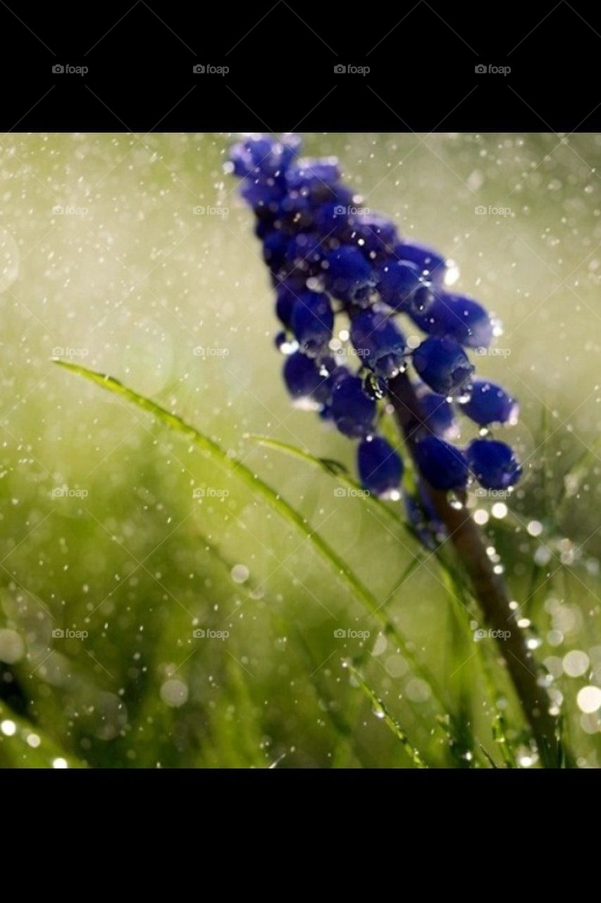 Flower in the Rain