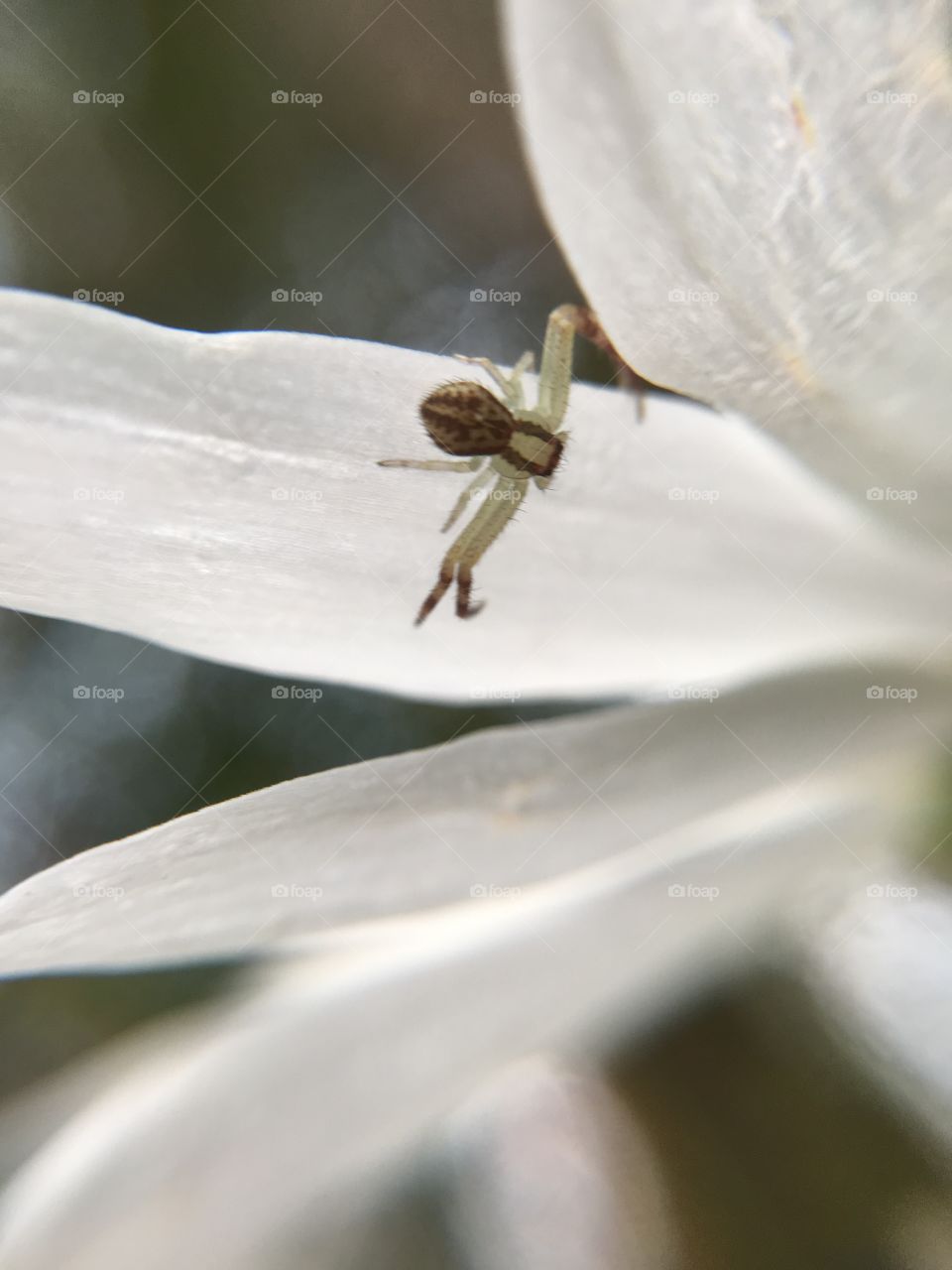 Tiny spider in daisy
