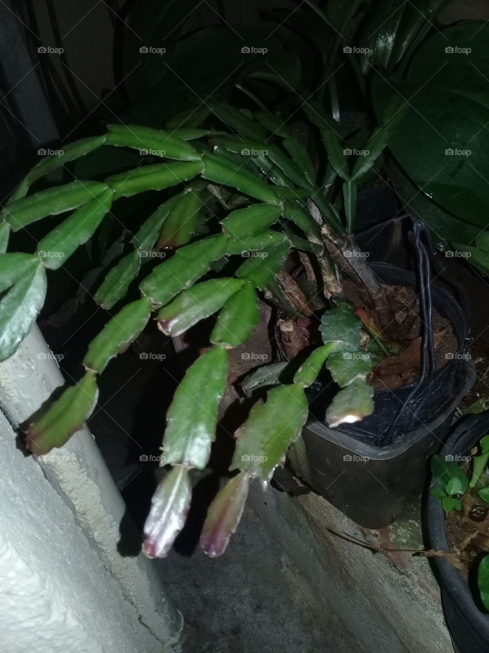 cultivar  e planta  fazem parte eco sistema