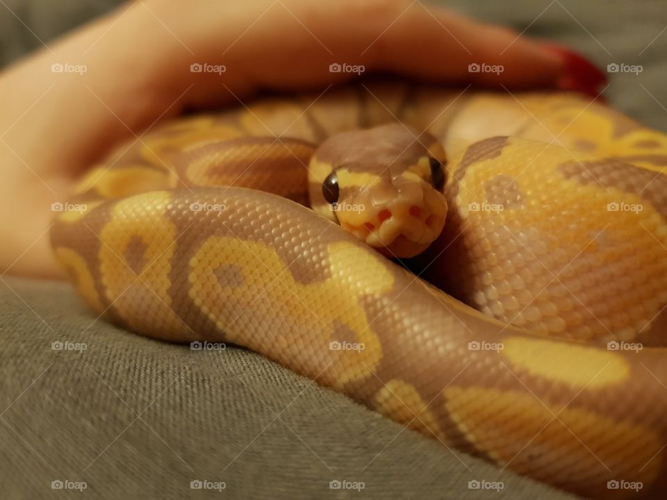 Banana Python