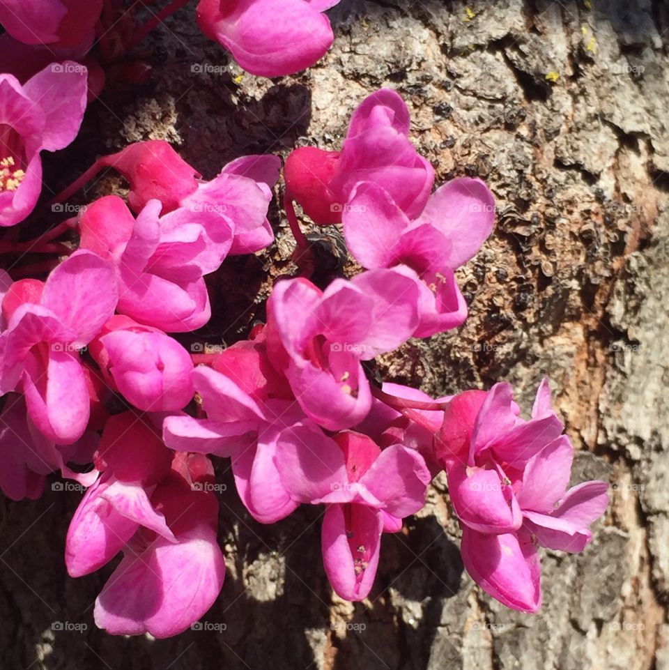 California redbud blossoms growing on trunk II