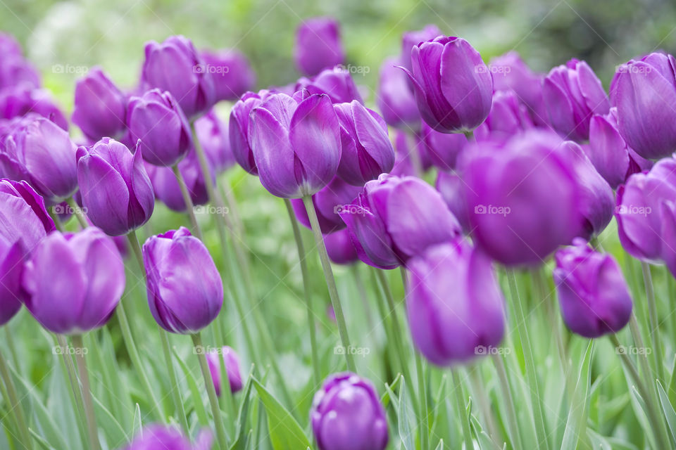 Beautiful violet tulips in the garden in spring