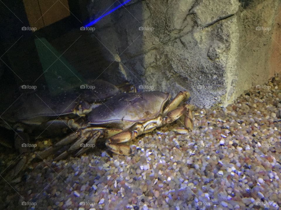 crab 