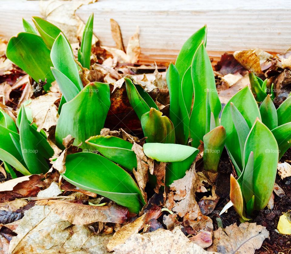 Spring bulbs popping up