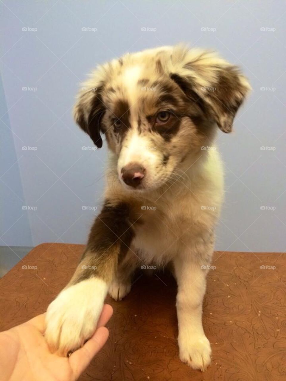 Australian shepherd