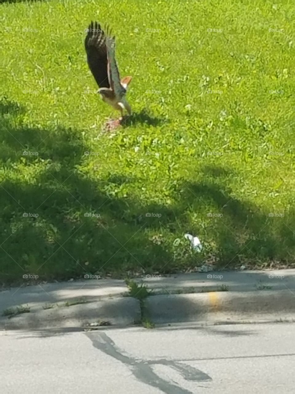 Hawk catching its lunch