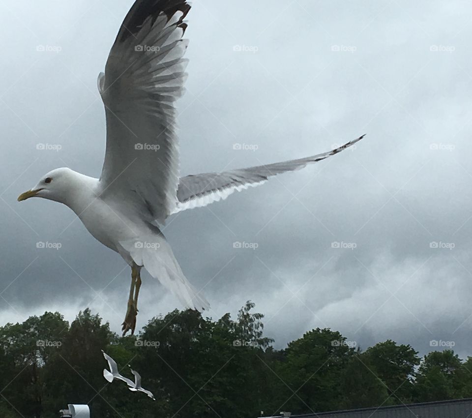 Seagull ,Sweden