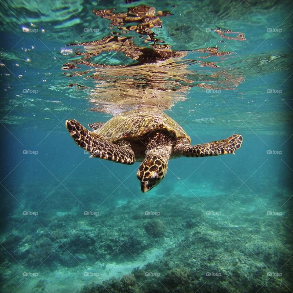 Sea Turtles of Bali