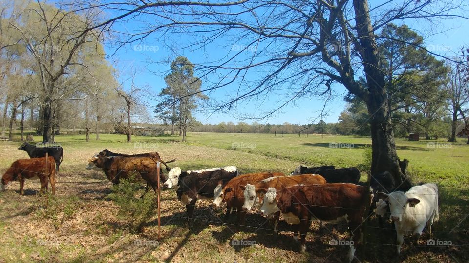 cattle pasture