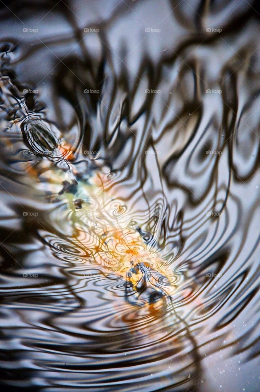 Koi pond ripples and reflections