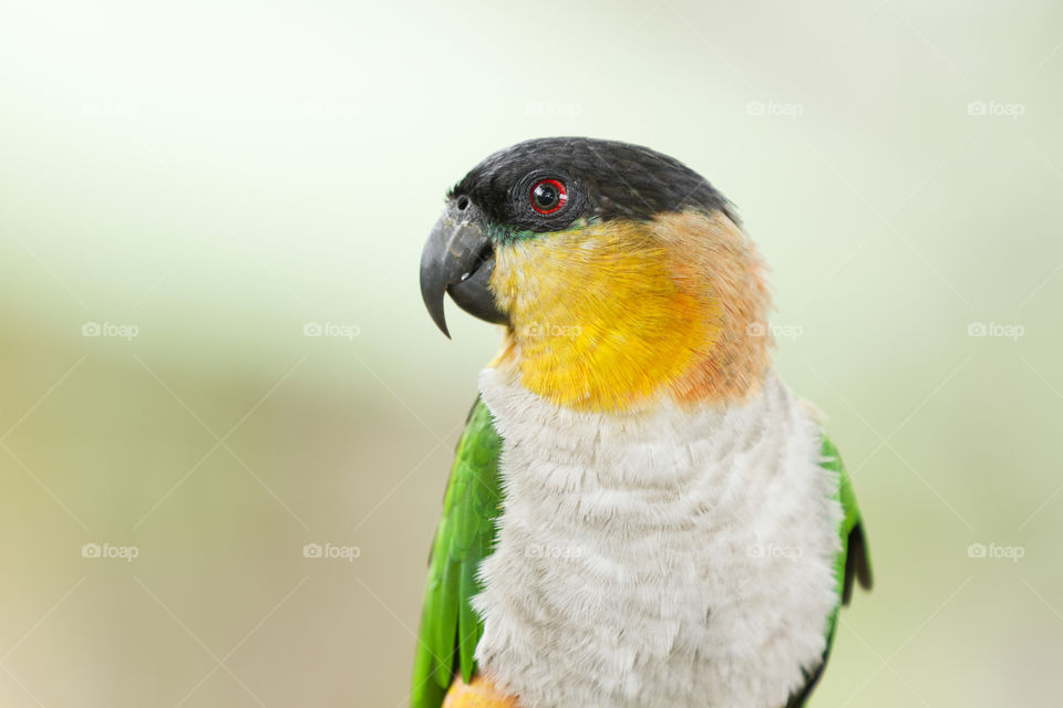 A colorful parrot.