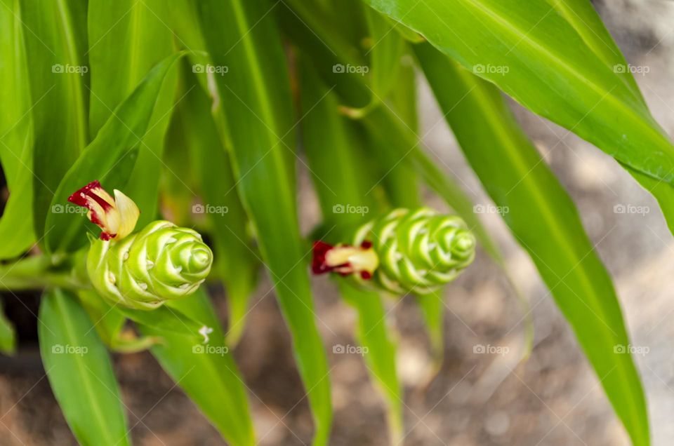 Ginger Plant