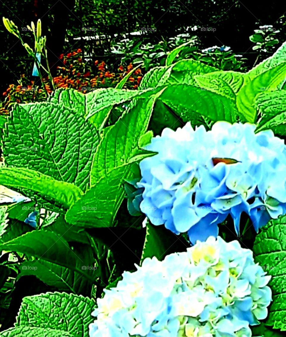 flower garden blue Hydrangeas orange Lantana orange daylilies blue and white lace cap Hydrangeas