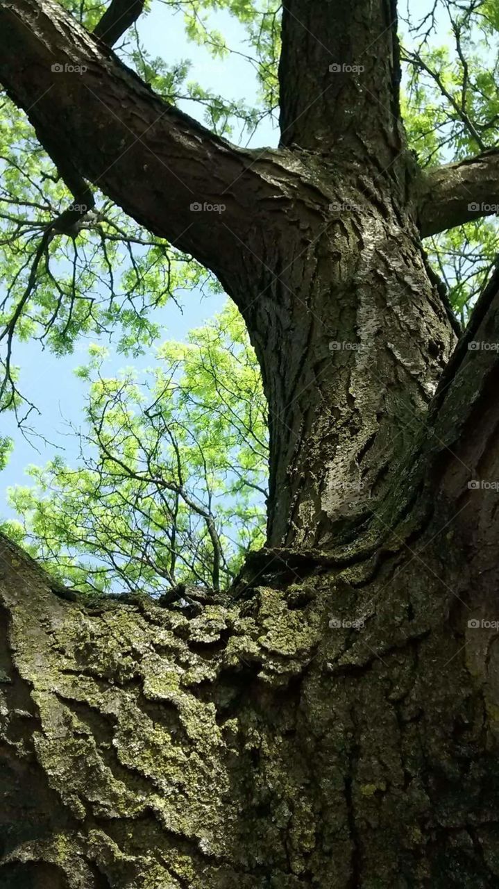 old tree