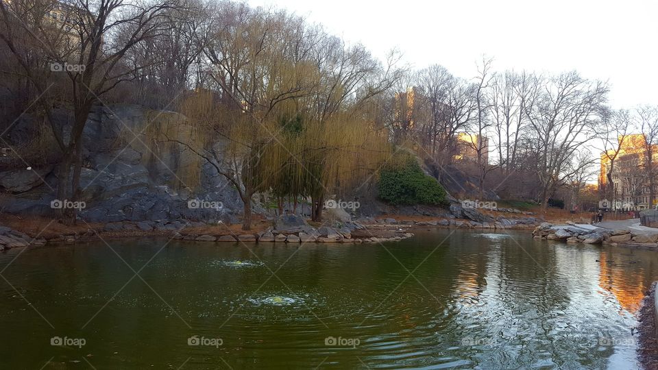 Park where pond tree rock meet