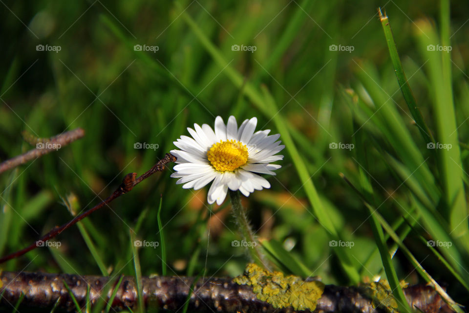 dandelion in the sun