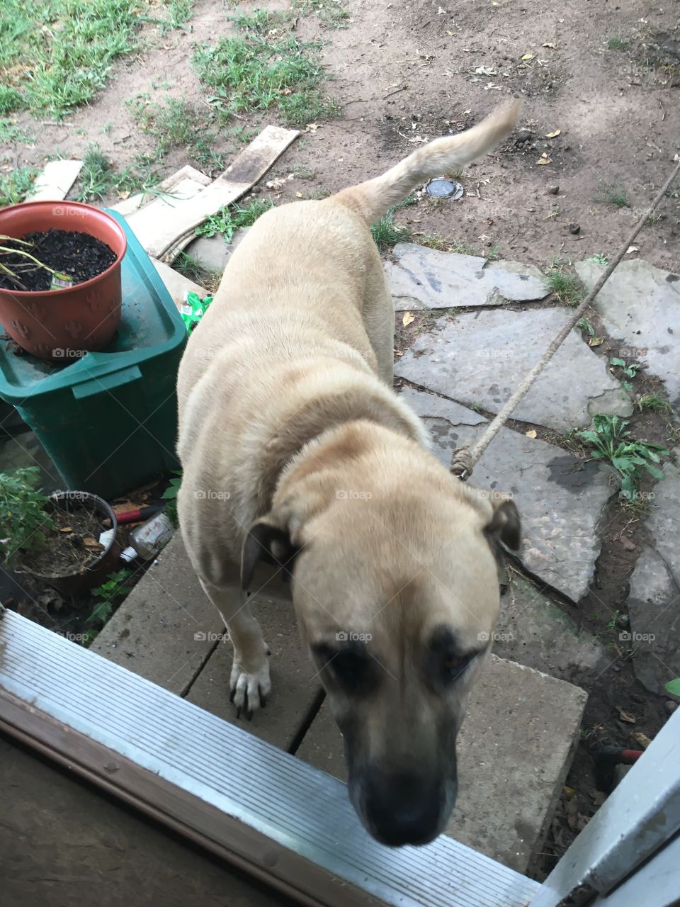 This is what unruly fur babies get, tide up! He has learned he can climb over the fence.