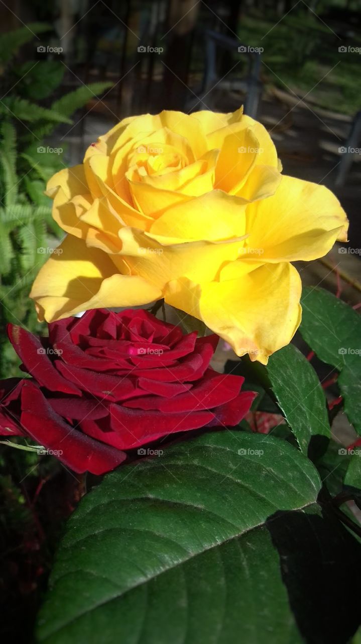 Red and yellow roses in the garden
