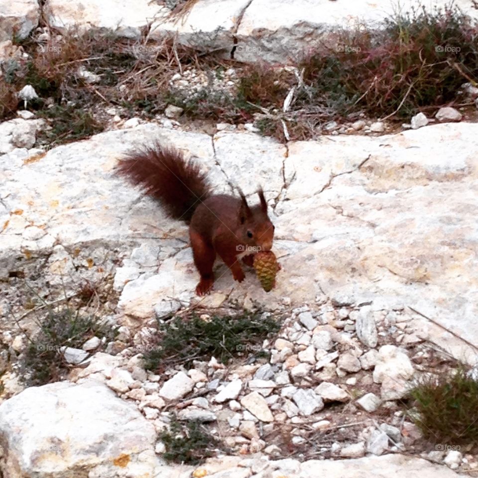 Squirrel with a pinecone