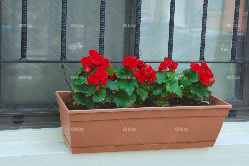 A New York City street level with flowering plants growing in a container.