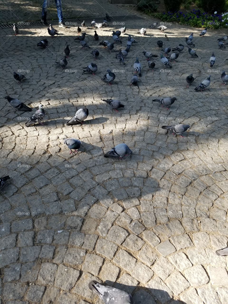 pigeons in kuğlu park in Ankara Turkey