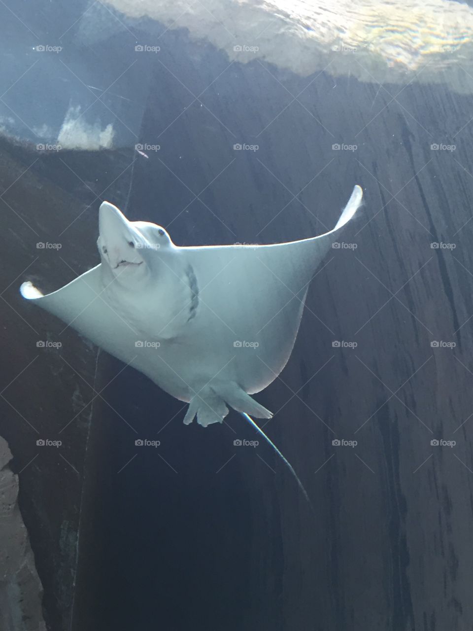 Flying stingray 