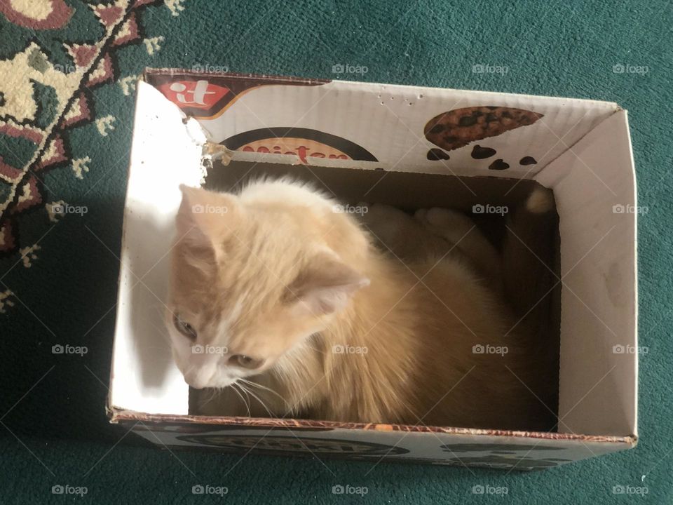 Beautiful cat in the box looking at camera 