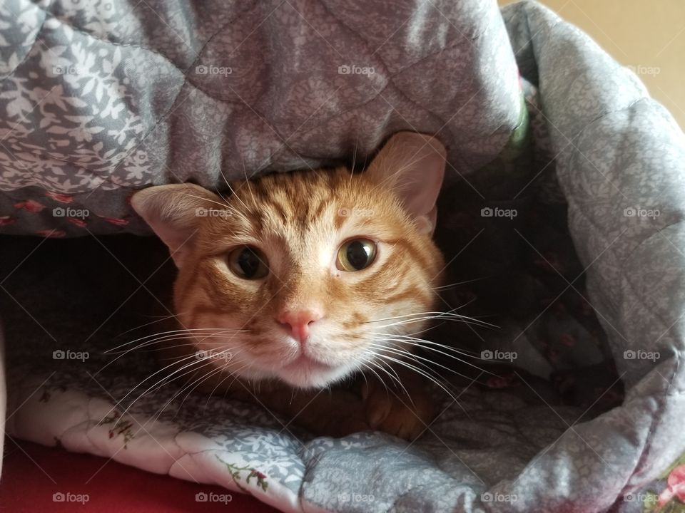 Cat under Blanket