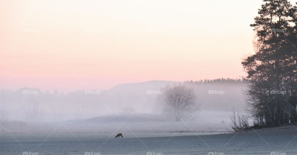 Deer a foggy morning