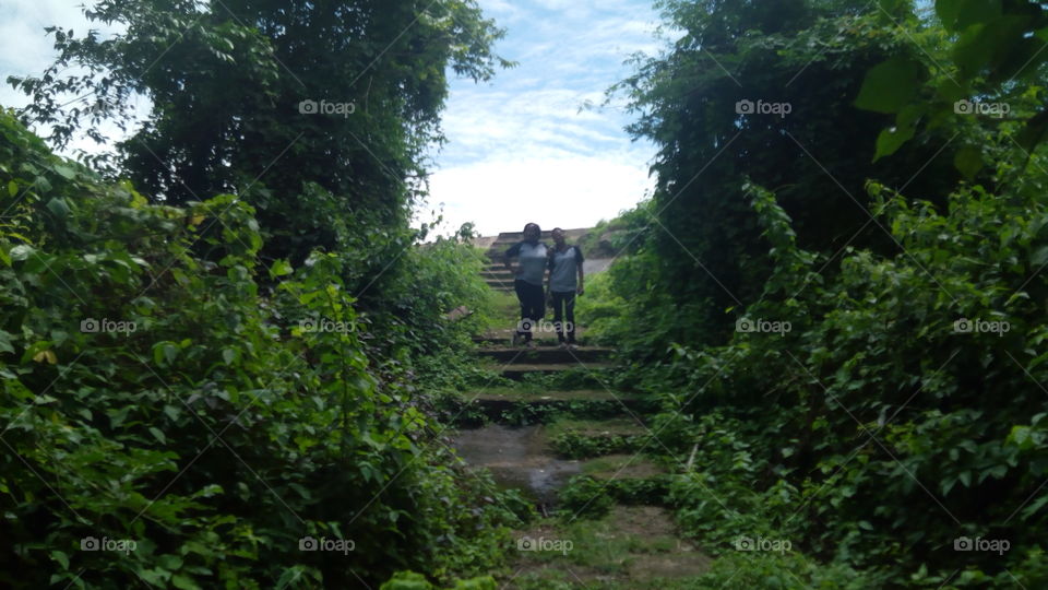 Location, green, forest