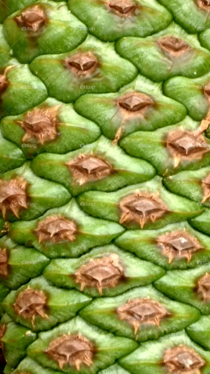 green color story pine cone