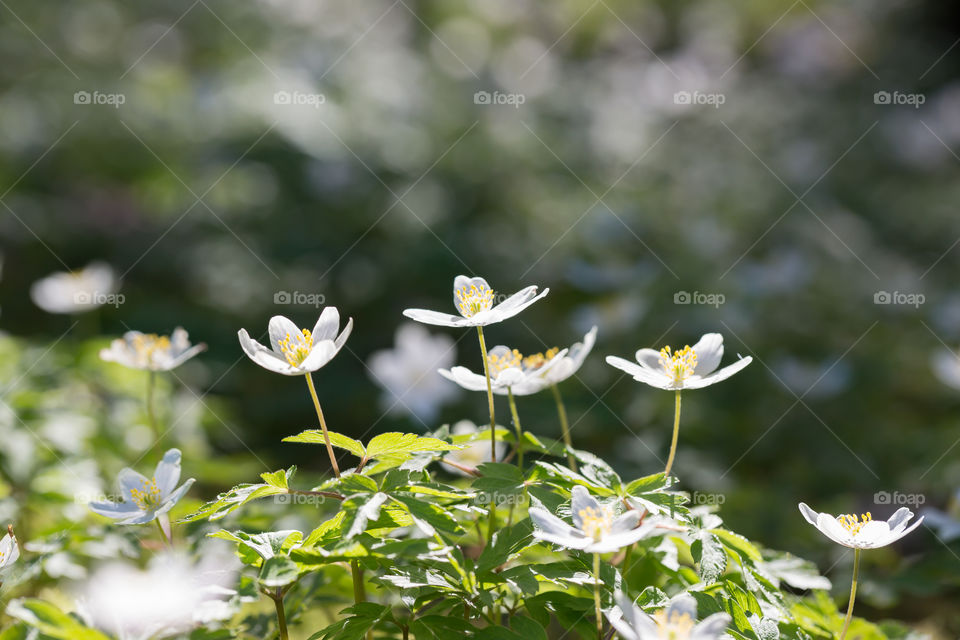 Closeup of wood anemone flowers growing in the forest in bright sunlight 