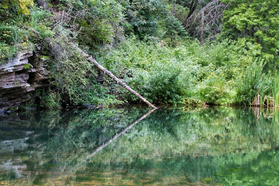 Reflection of trees on lake