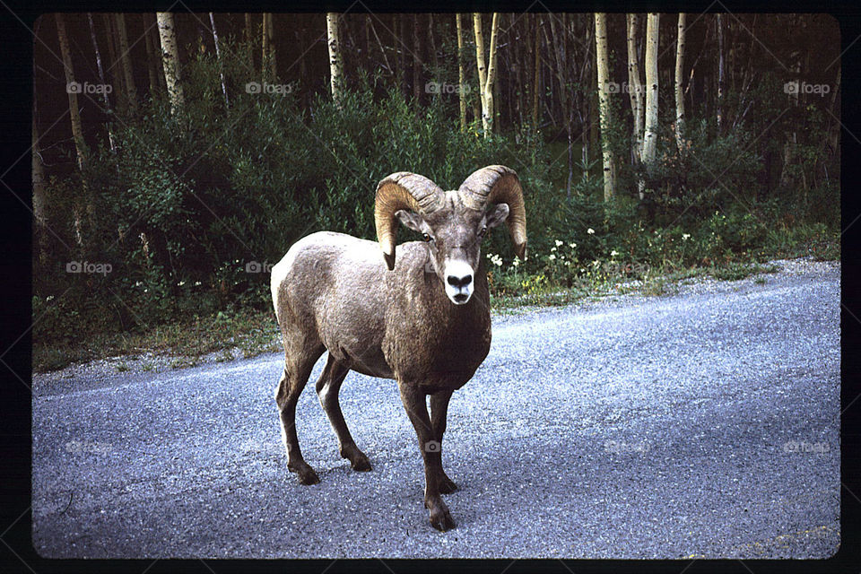 Ram Banff National Park
