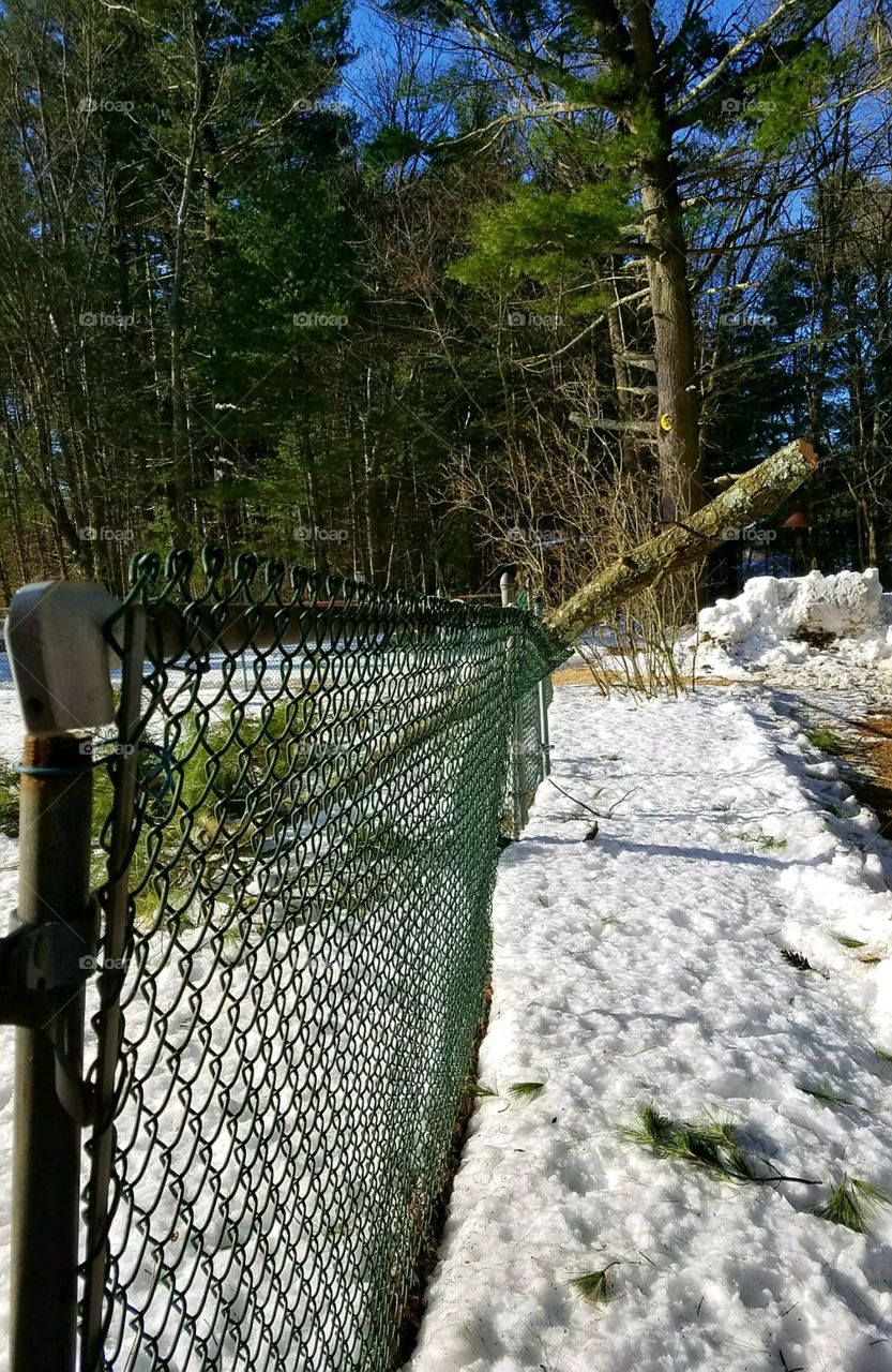 Looking at green metal link fence, branch from storm still where it fell & bent it.