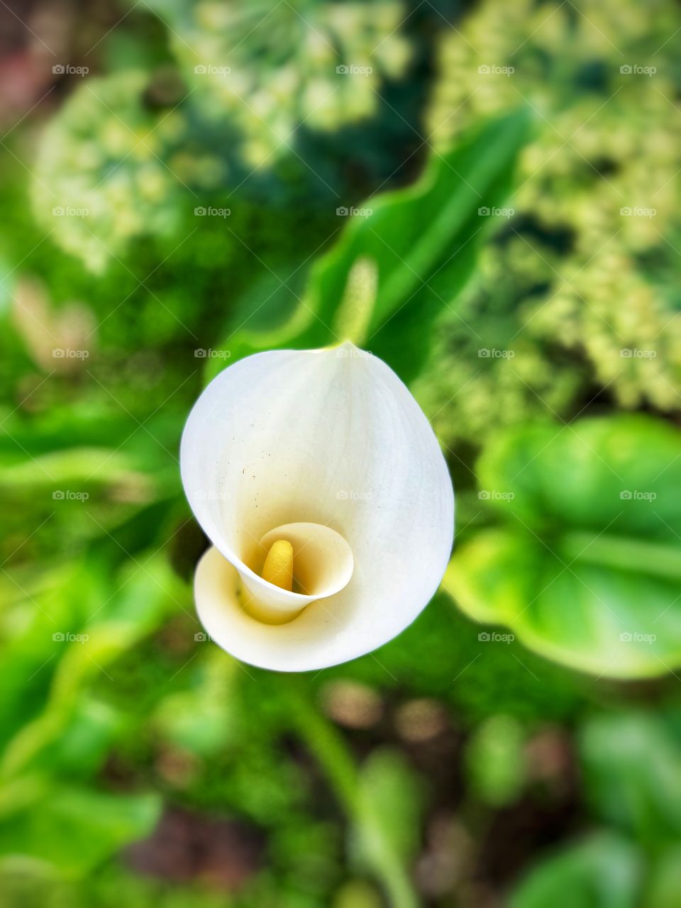 Beautiful Botanicals! Simply Cala Lily!